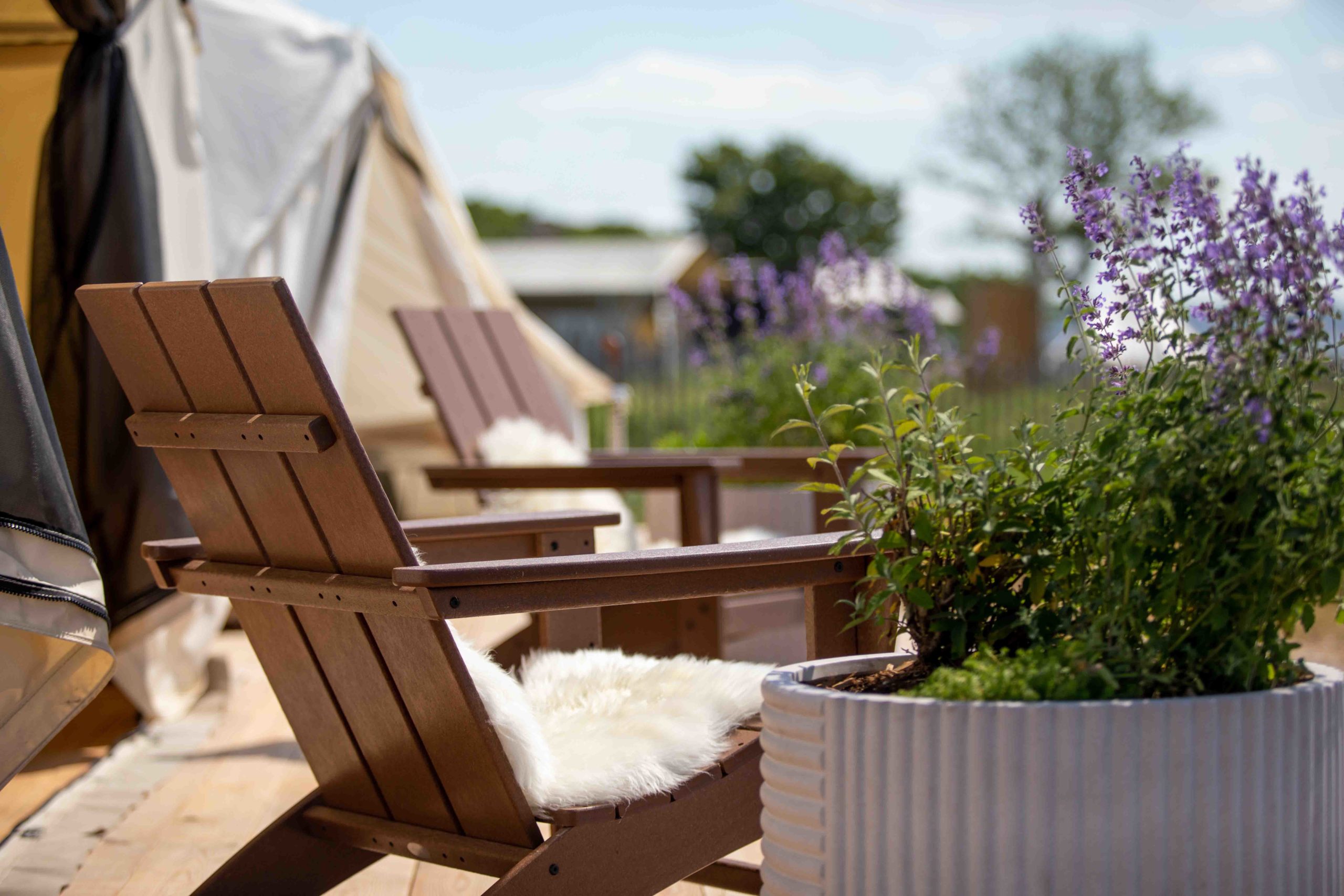 chair and a plant in front of camp