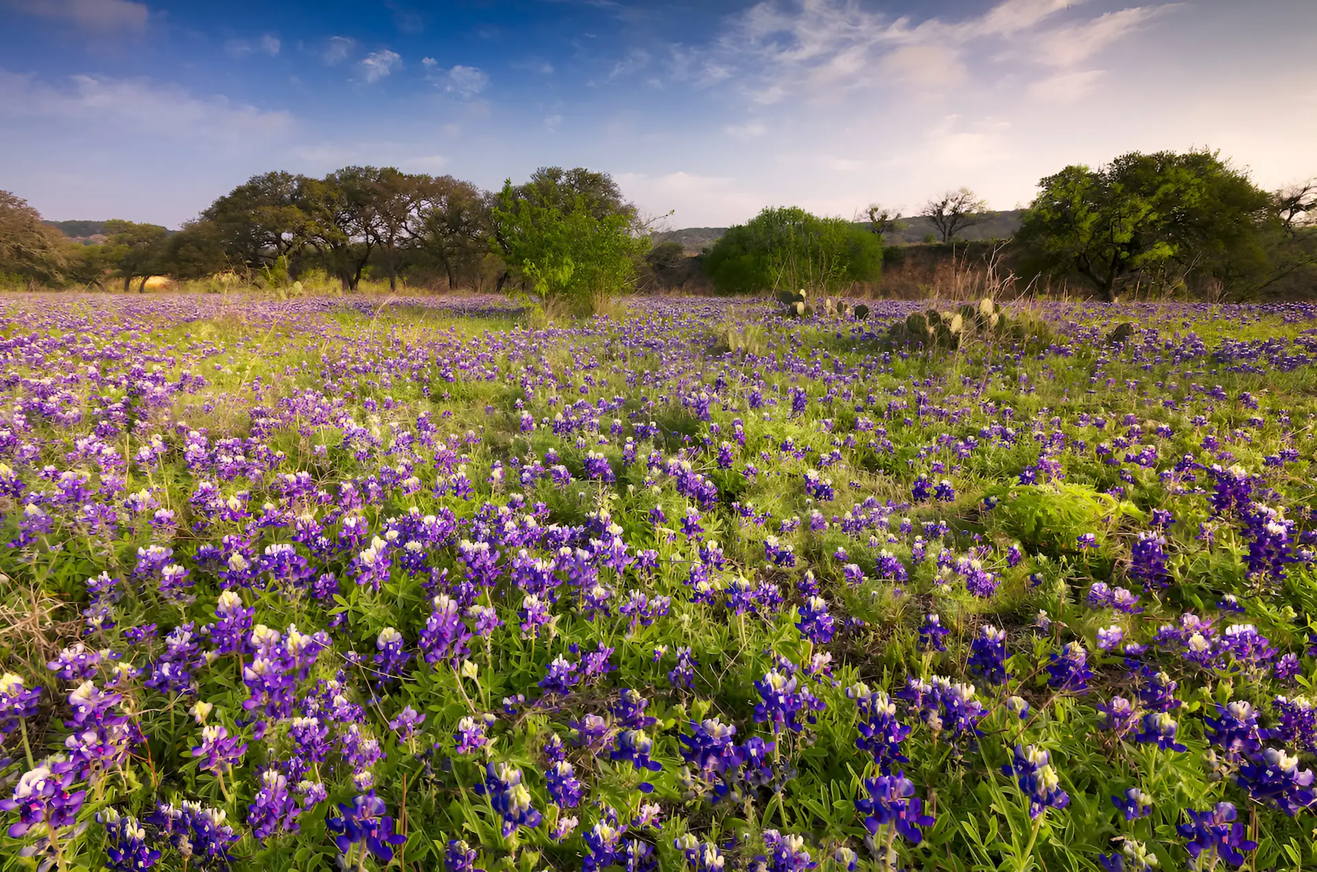A Lavender Moment: Summer’s Sweetest Surprise on Governors Island